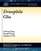 Drosophila Glia
