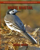 White Wagtail