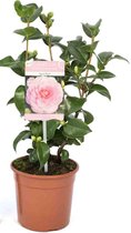 Camellia japonica 'April Rose' -  Hoogte 30-40 cm - 15cm Ø pot - Roze