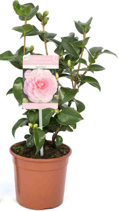 Camellia japonica 'April Rose' - Hoogte 30-40 cm - 15cm Ø pot - Roze |  