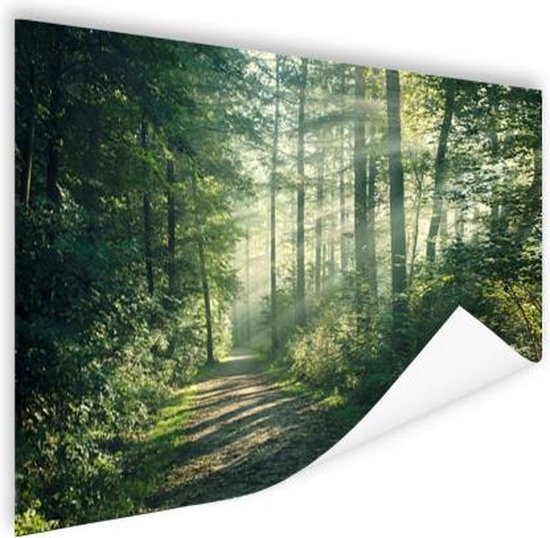 bedrag Stijg hooi Een dichtbegroeid bos Poster 150x75 cm - Foto print op Poster  (wanddecoratie woonkamer... | bol.com