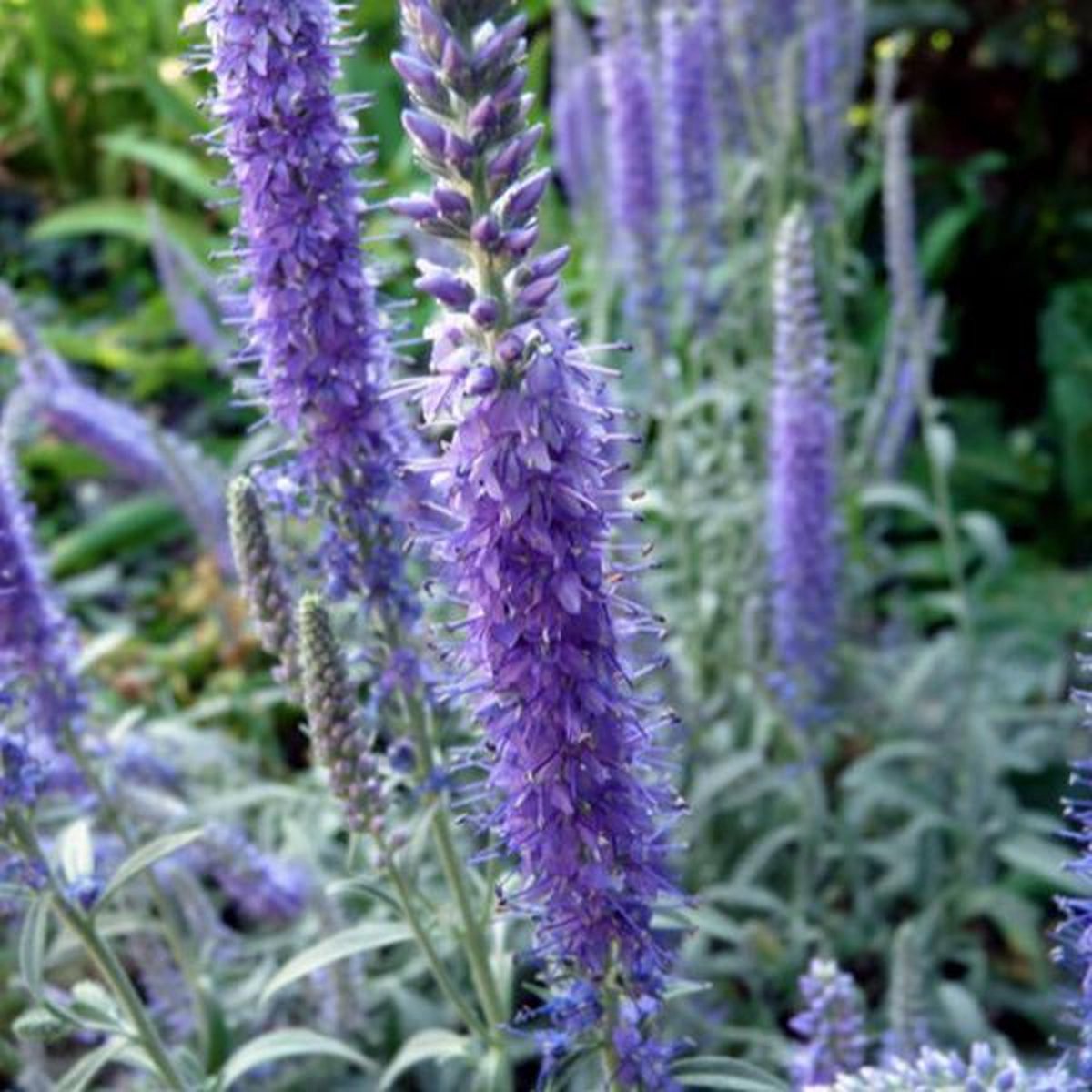 Veronica spicata l. Вероника колосистая