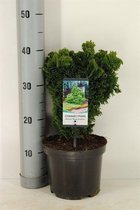 Chamaecyparis obtusa `Nana Gracilis´; Totale hoogte 30+cm incl. Ø 19cm pot | Hinoki Cipres