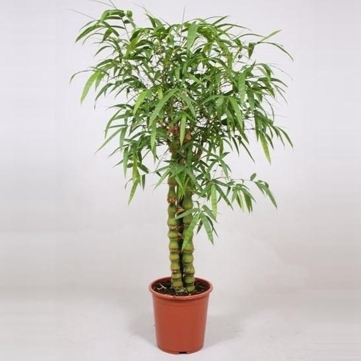 Leerling Industrieel Illusie Kamerplant - Bamboe - Bambusa Ventricosa - 3 per pot - Ø 34cm - ↑ 180cm |  bol.com