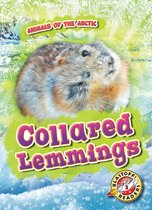 Animals of the Arctic - Collared Lemmings