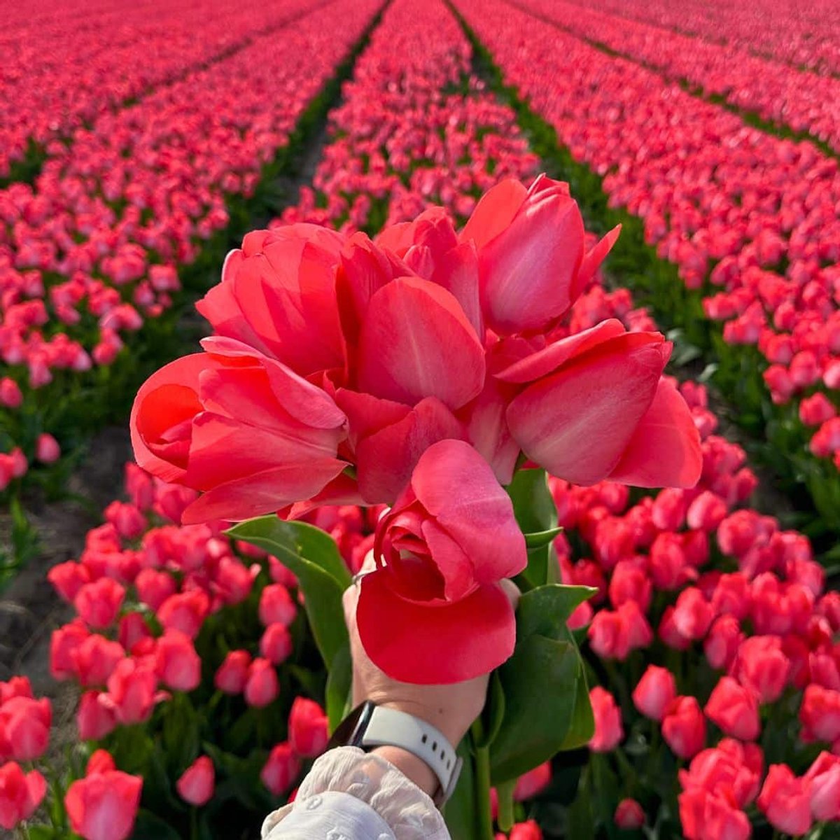 Tulpenbollen Van Eijk - 30 bloembollen - bolmaat 12+ - roze, voorjaarsbloeier, winterhard - direct van de kweker - Flowerbulbs Amsterdam