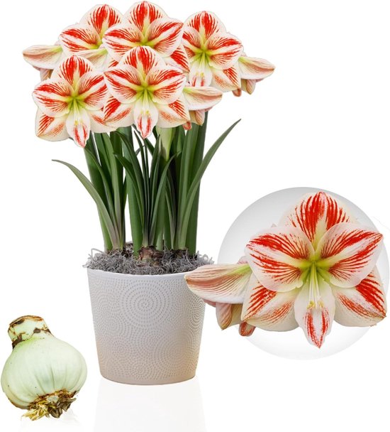 Rood-witte Amaryllis bloemen in een witte pot met een losse bloembol en een close-up van een bloem.