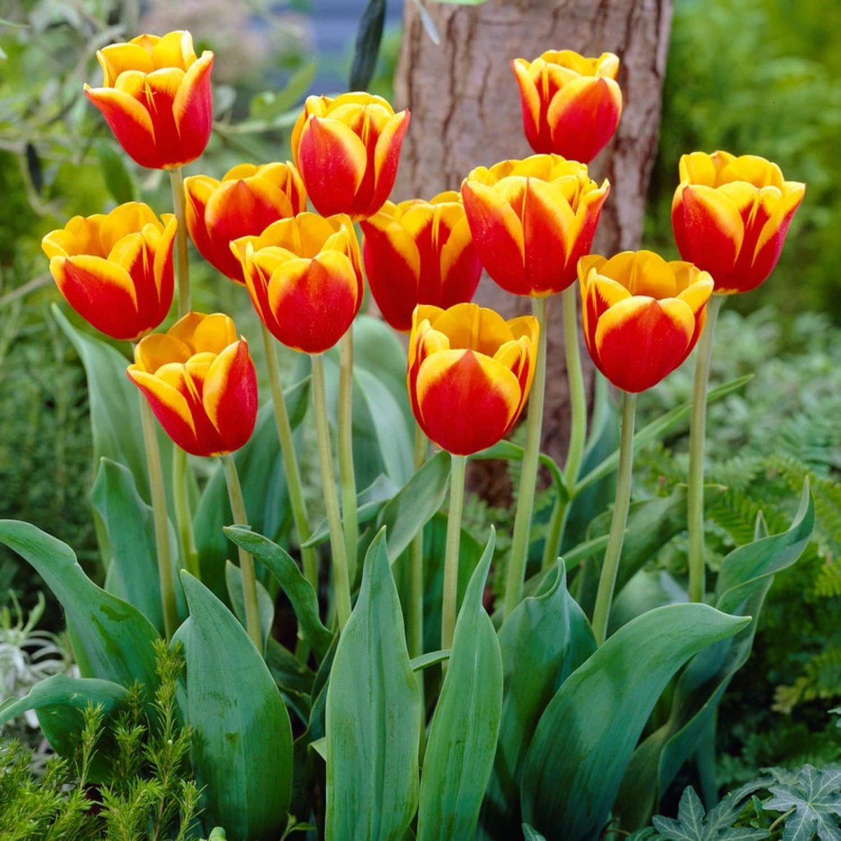 Tulpen Bloembollen Winterhard - Single Red-Yellow Passion - 25 stuks - Rood & Geel - Bloem Bollen Mix - Tulpenbollen Meerjarig
