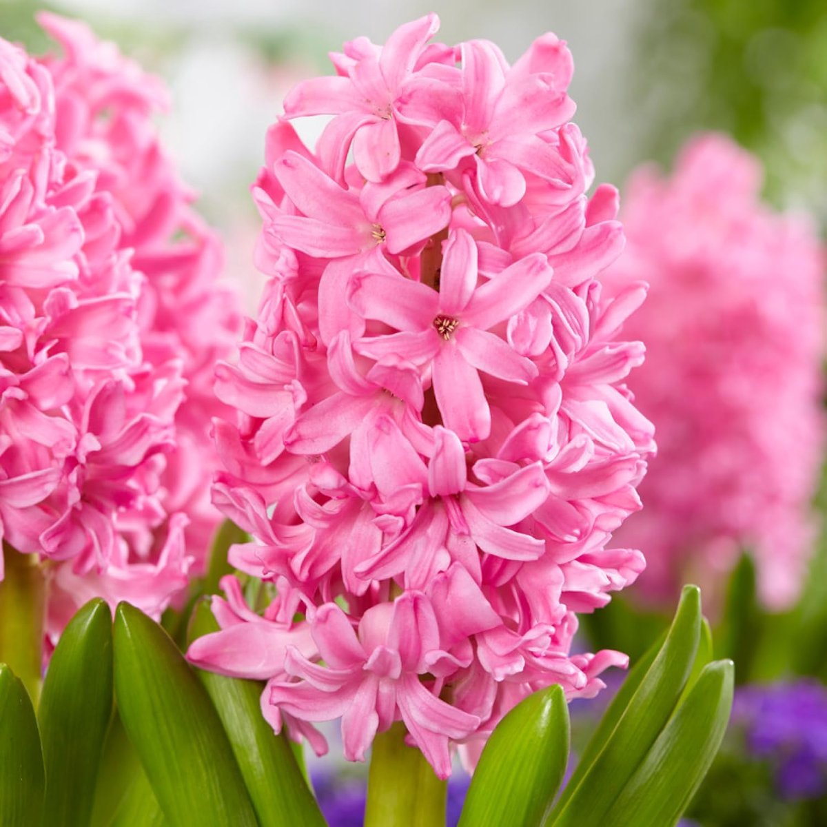 Hyacint Bloembollen Winterhard - Hyacinthus - Pink Pearl - 15 stuks - Roze - Bloem bollen Mix Meerjarig