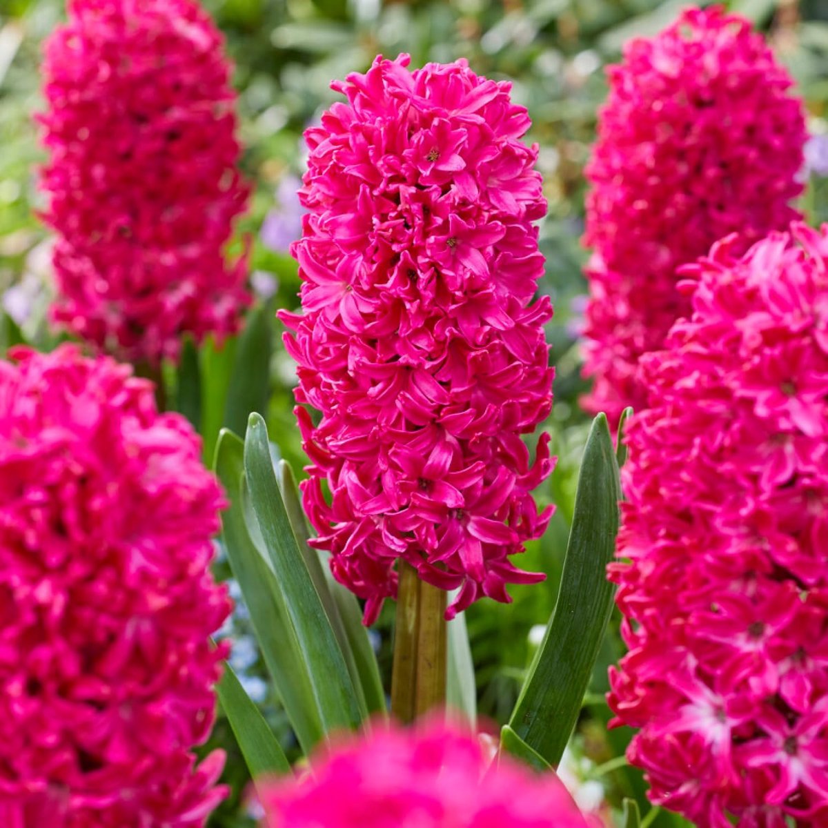 Hyacint Bloembollen Winterhard - Hyacinthus - Jan Bos - 15 stuks - Rood - Bloem bollen Mix Meerjarig