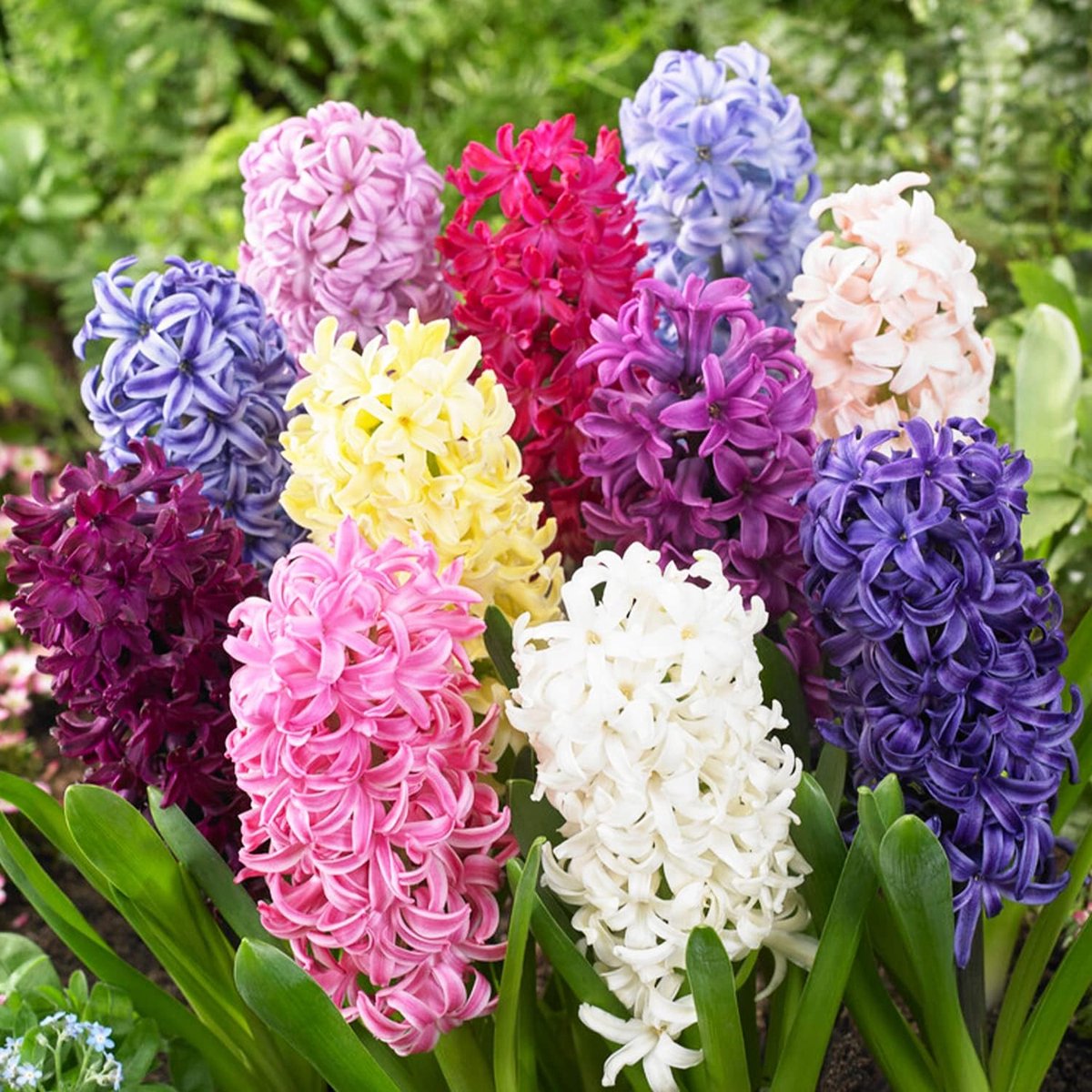 Hyacint Bloembollen Winterhard - Hyacinthus - Oriental Mix - 15 stuks - Meerkleurig - Bloem bollen Mix Meerjarig