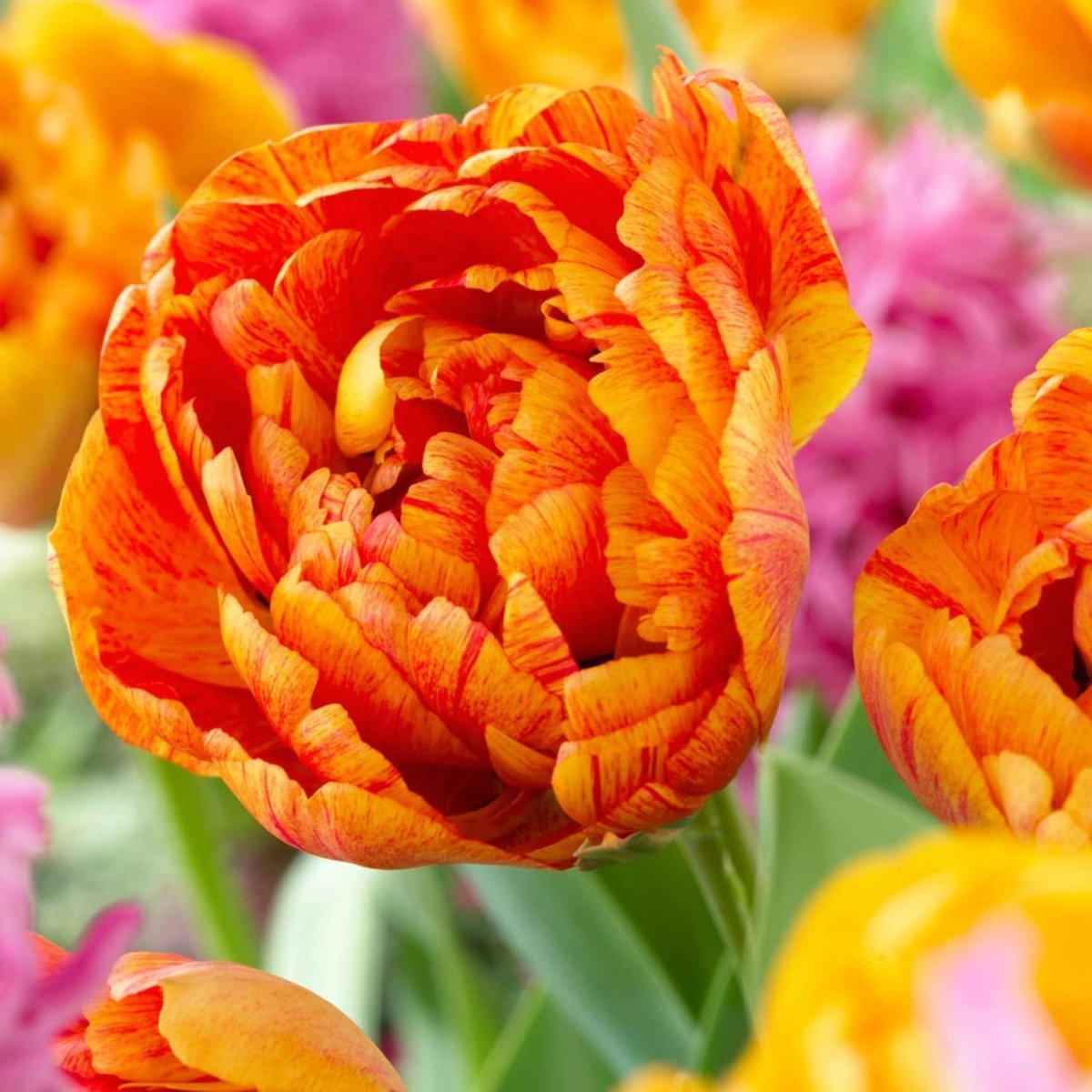 Tulpen Bloembollen Winterhard - Orange Passion - 20 stuks - Oranje - Bloem Bollen Mix - Tulpenbollen Meerjarig