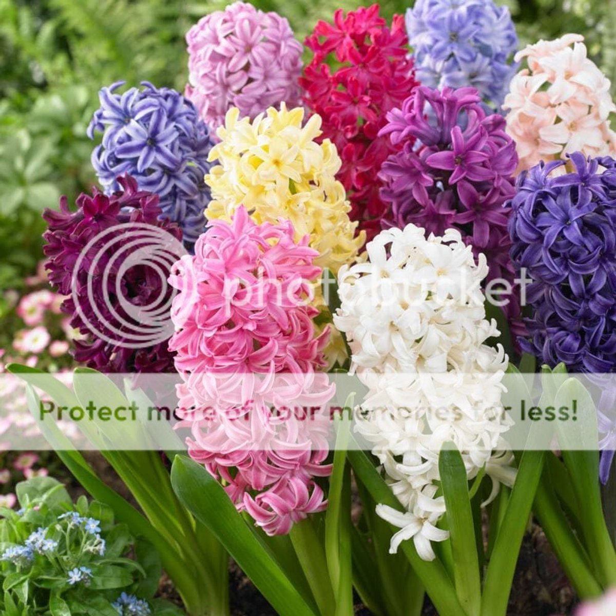 Hyacint - Hyacinthus - Budget Mix - Bloembollen - 15 stuks - Meerkleurig - Bloem bollen - Meerjarig Mix
