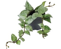 Hoya Krohiana Eskimo - Terrariumplant