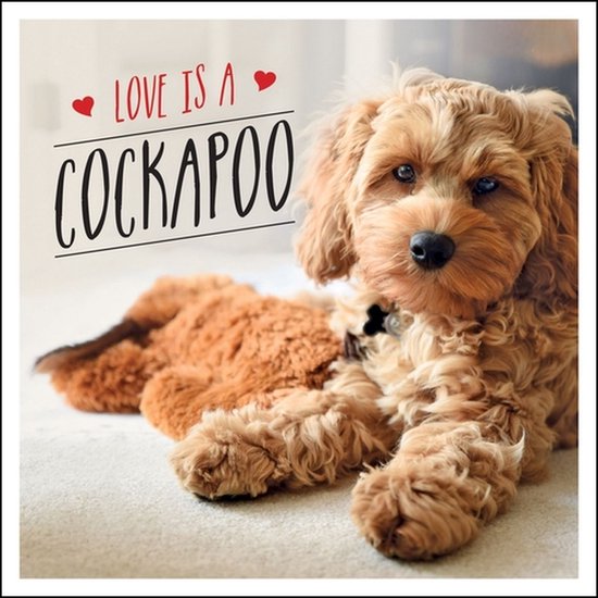 Love is a Cockapoo - cover