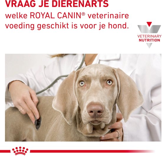 Een close-up van een weimaraner die door een dierenarts met een stethoscoop wordt onderzocht.