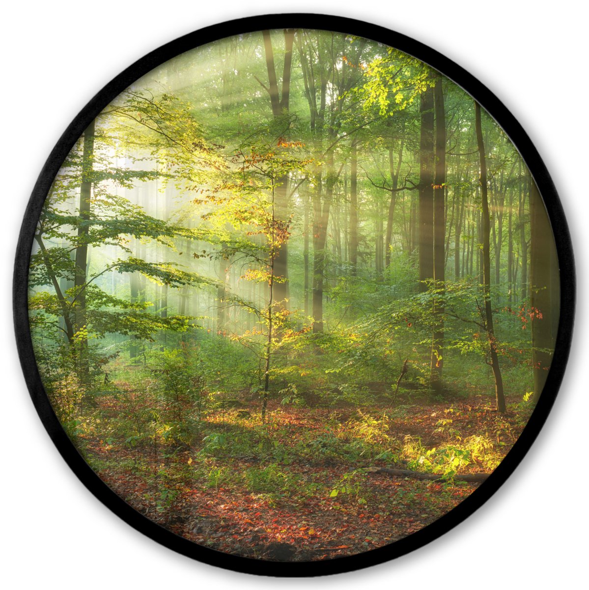 FrameYourWall Poster in lijst Rond - Fotolijst 40x40 cm - Posters - Zon - Bos - Bomen - Natuur - Herfst - Ronde posterlijst zwart - Decoratie - Wanddecoratie woonkamer - Muurdecoratie slaapkamer Groen