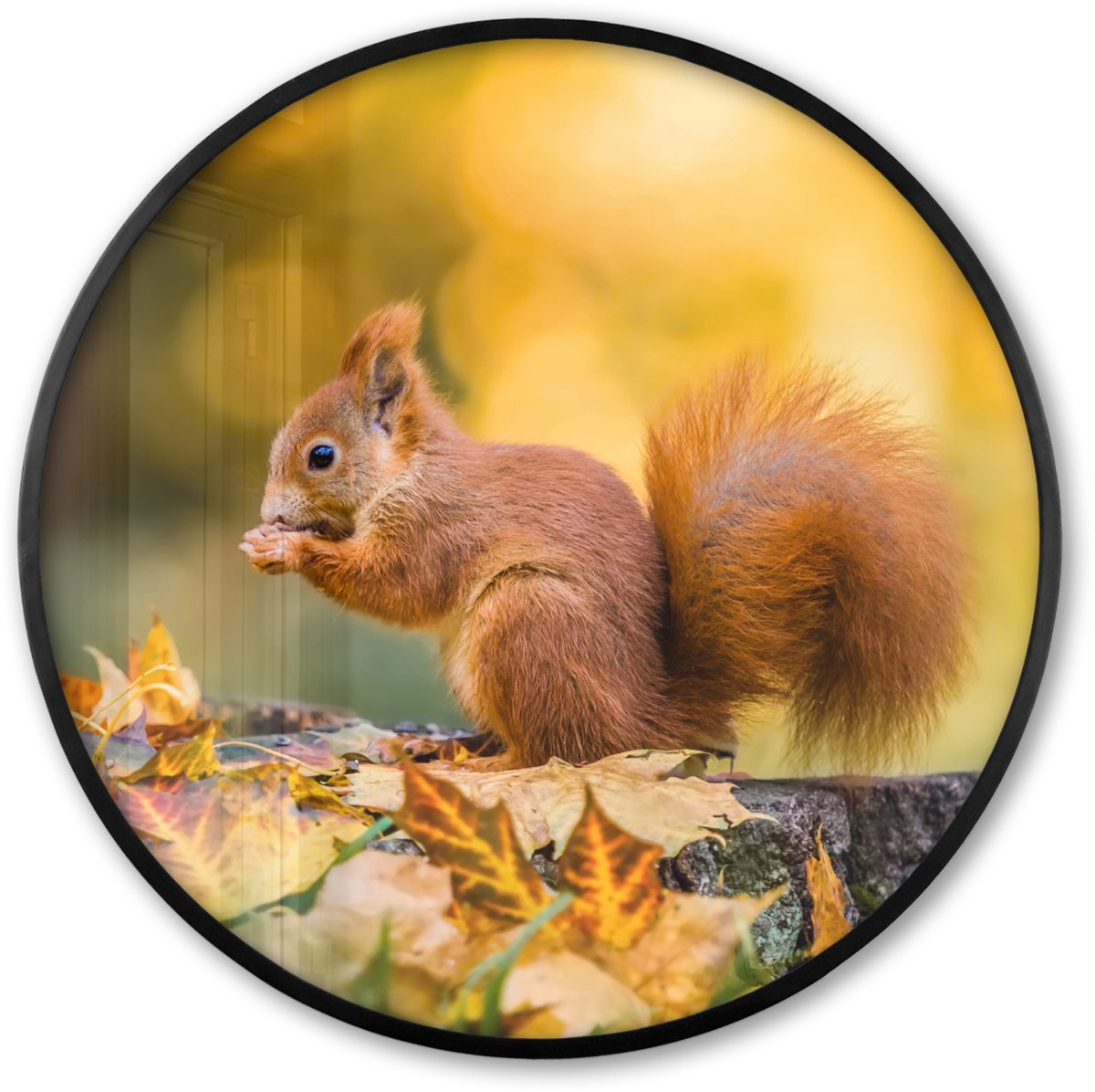 FrameYourWall Poster in lijst Rond - Fotolijst 80x80 cm - Posters - Eekhoorn - Herfst - Bosdieren - Herfstbladeren - Bos - Ronde posterlijst zwart - Decoratie - Wanddecoratie woonkamer - Muurdecoratie slaapkamer