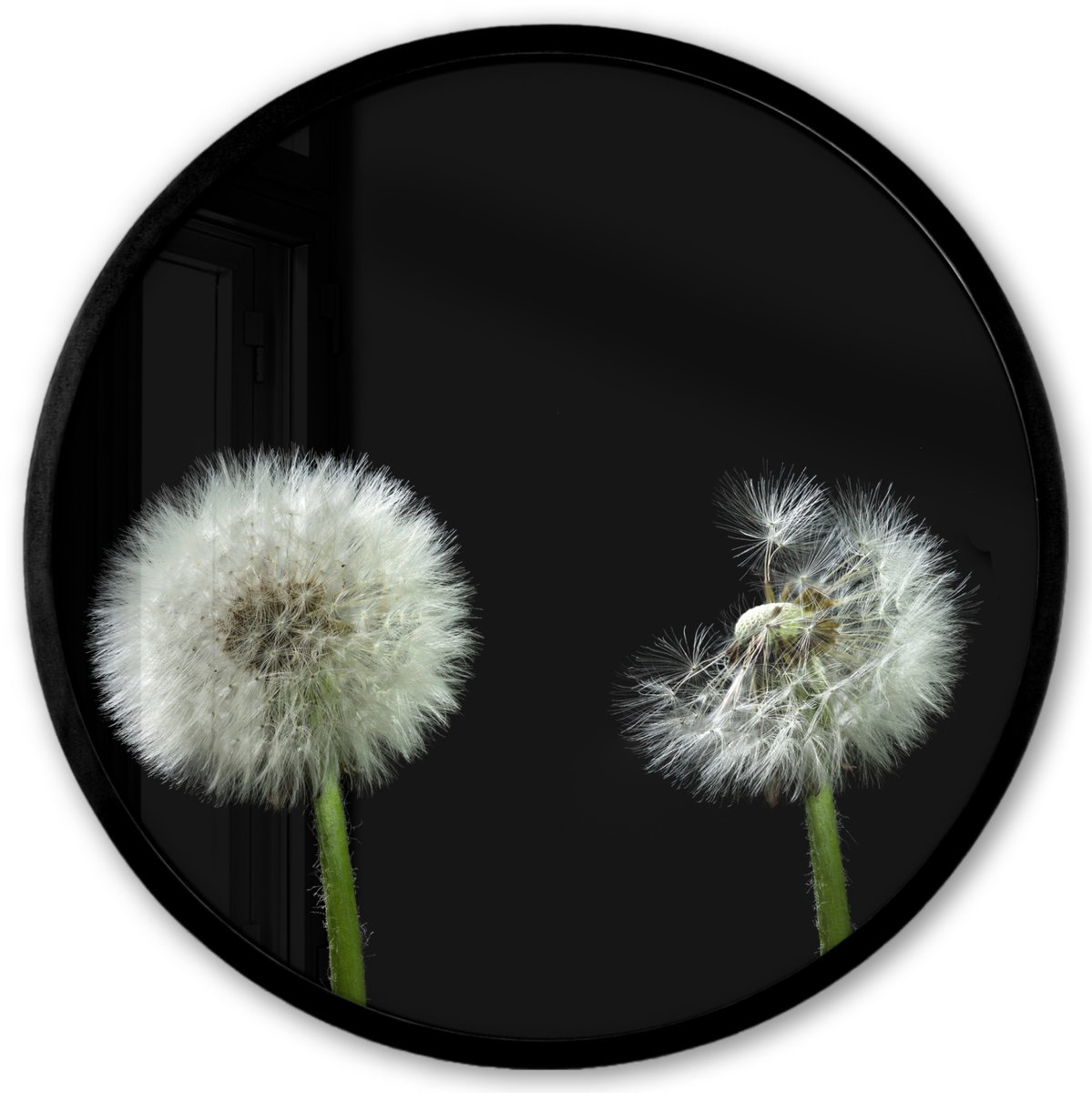 FrameYourWall Poster in lijst Rond - Fotolijst 40x40 cm - Posters - Paardenbloem - Planten - Bloemen - Donker - Stilleven - Ronde posterlijst zwart - Decoratie - Wanddecoratie woonkamer - Muurdecoratie slaapkamer Multicolor