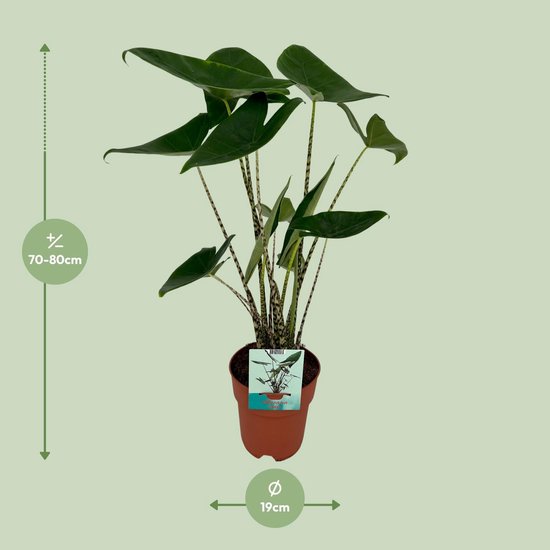 Hello Plants Alocasia Zebrina Olifantsoor - Ø 19 cm - 75 cm - Kamerplant Zebraplant