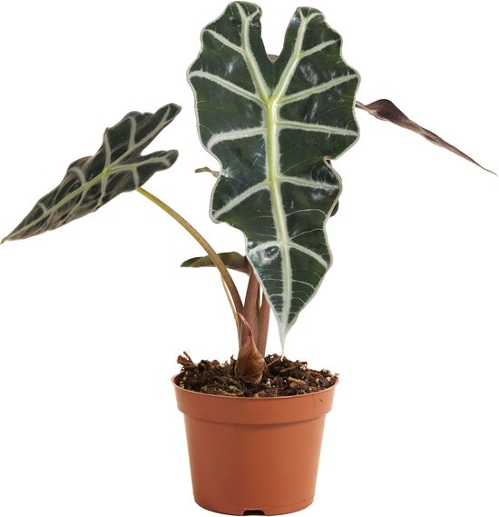 Bloomique - Alocasia Polly - Skeletplant - Kamerplanten - Luchtzuiverend - Hoogte 30-40 cm - Pot 12 cm