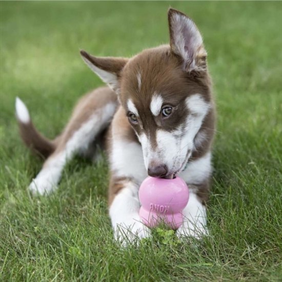 Een bruine husky puppy ligt in het gras en speelt met een roze KONG speeltje.