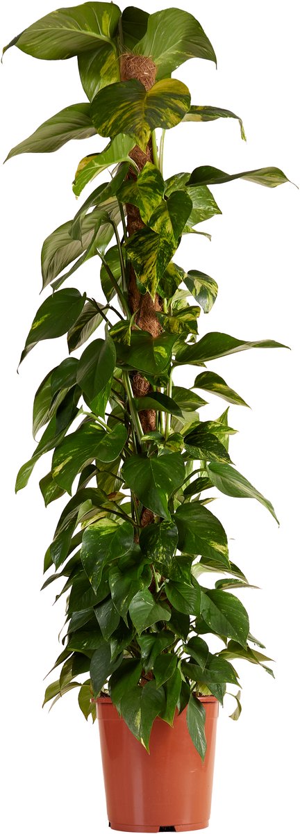 Bloomique - Epipremnum Aureum - Met Mosstok - Drakenklimop - Klimplanten - XXL Kamerplanten - Luchtzuiverend - Hoogte 140-160 cm - Pot 27 cm