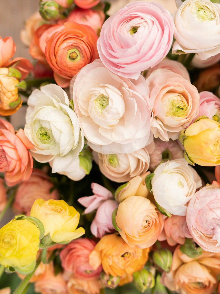 12x Ranonkel 'Ranunculus elegance pastello mix' - BULBi® Bloembollen met bloeigarantie