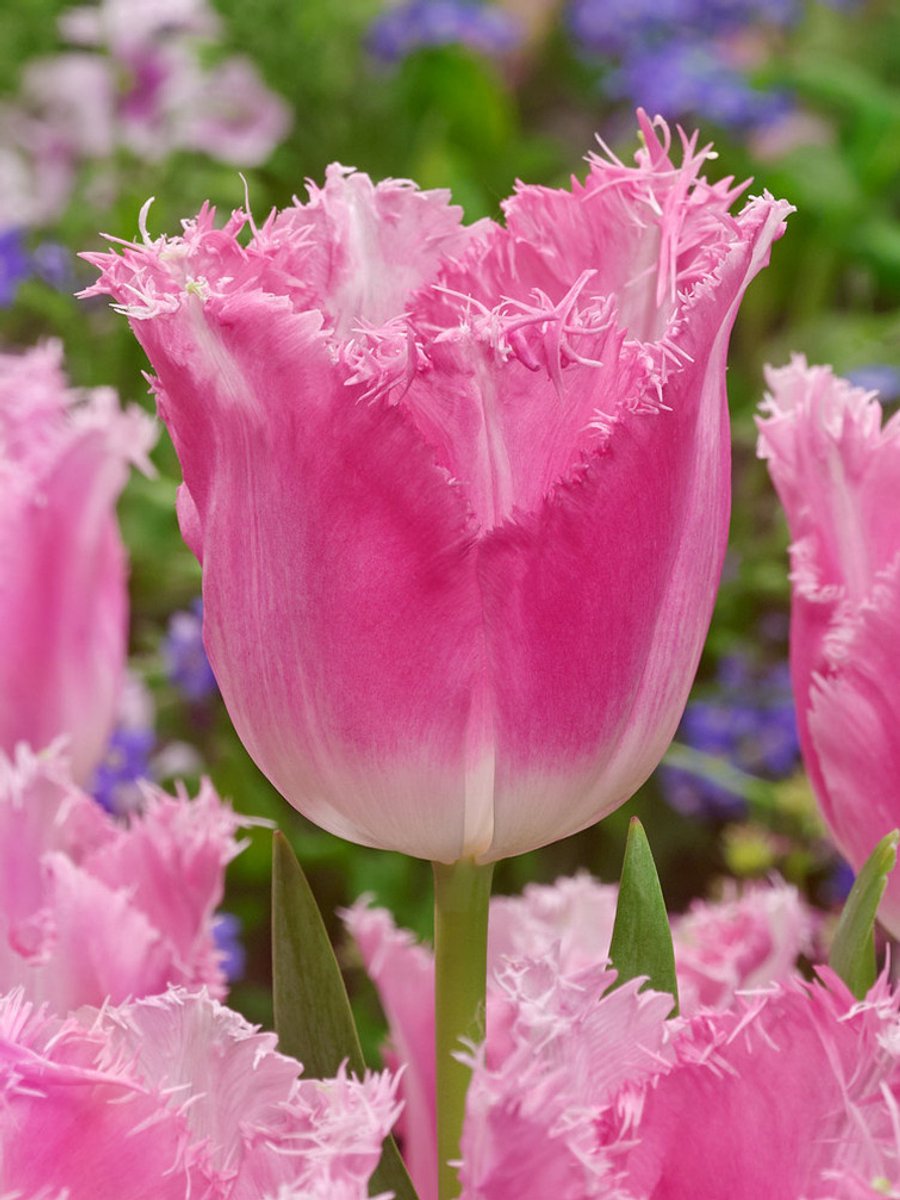 20x Tulpen 'Fancy frills' - BULBi® Bloembollen met bloeigarantie