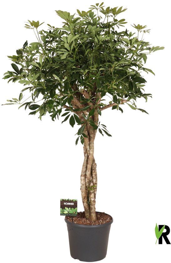 Schefflera Arboricola Compacta melted braid 170 cm – Kamerplant – Vers Van De Kweker – Potmaat Ø35 cm