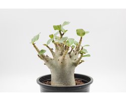 Ikhebeencactus | Adenium arabicum | Makkelijke en zeldzame kamerplant | Unieke vormen | 12 cm pot