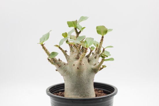 Adenium arabicum kopen