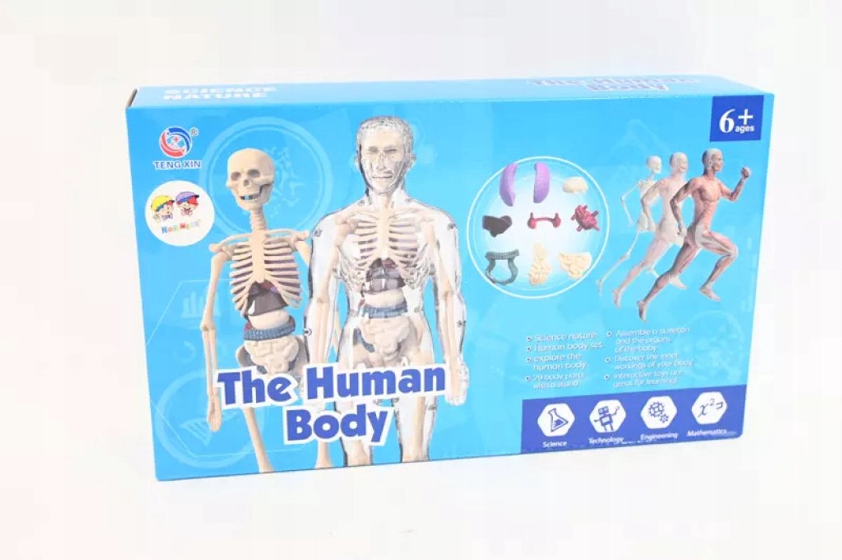 Anatomisch Model Menselijk Lichaam - Educatief Speelgoed