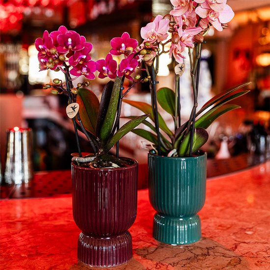 Twee bloeiende orchideeën met roze en paarse bloemen in decoratieve ribbelpotten, een bordeauxrode en een groenblauwe.