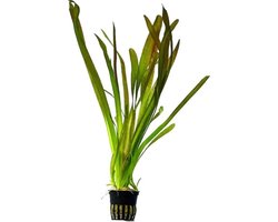 Vallisneria Spiralis Rood - Aquariumplanten - Aquascape - Moerings