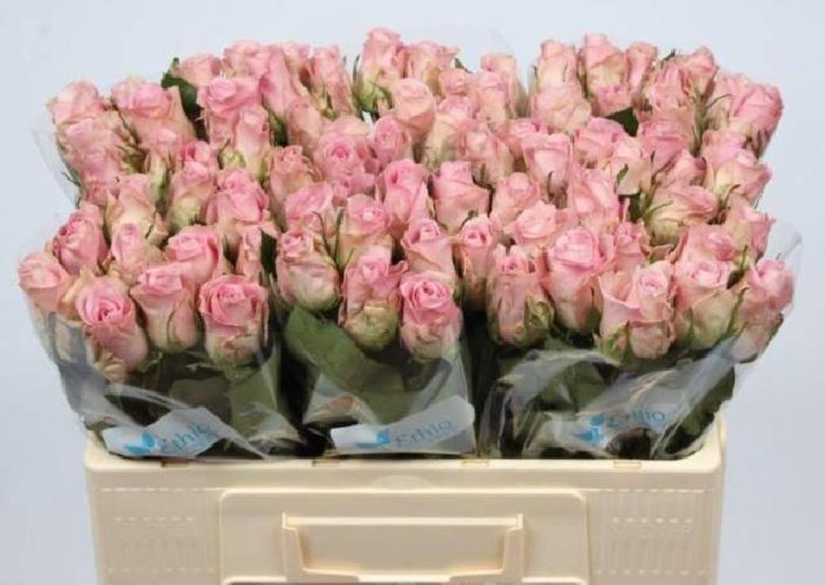 20x Rosa bisou 50cm
