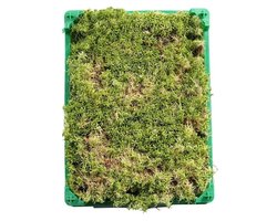 Levend Sphagnum Mos in Krat - 5 Liter