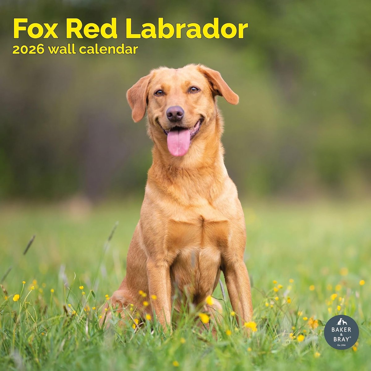 Labrador Retriever Fox Red Kalender 2027