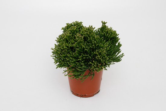 De Koraalcactus, Hatiora salicornioides, Kamerplanten, Cactussen, Ø12 cm – 15 cm