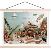Affiche scolaire - Animaux aquatiques marins - Pierres - Vintage - Dessin - 120x90 cm - Lattes vierges