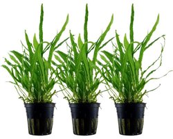 3 Stuks Java Varen 'Narrow' Aquariumplant - Gemakkelijke Waterplant voor Elk Aquarium