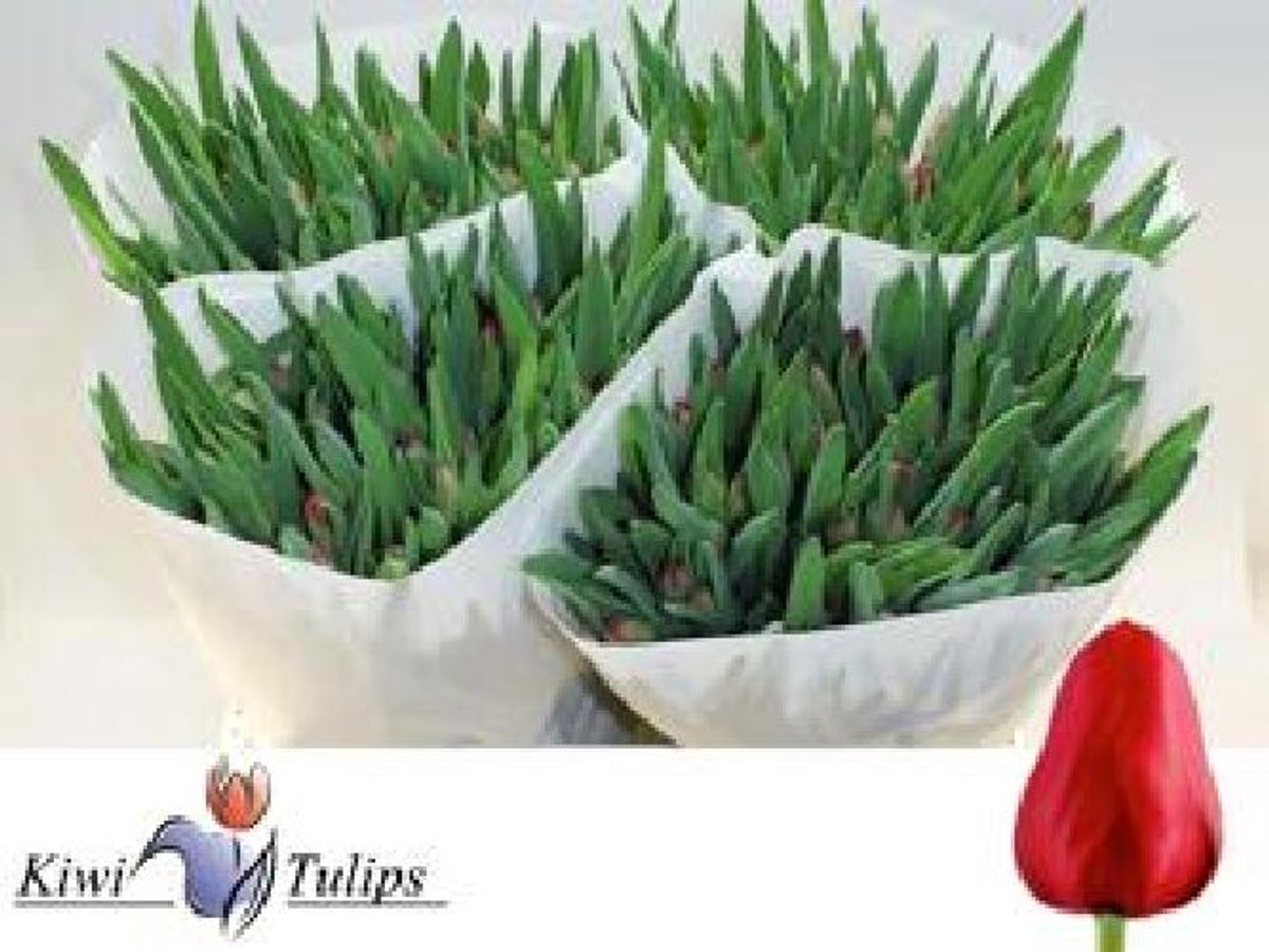 50x Tulipa ile de france en 40cm