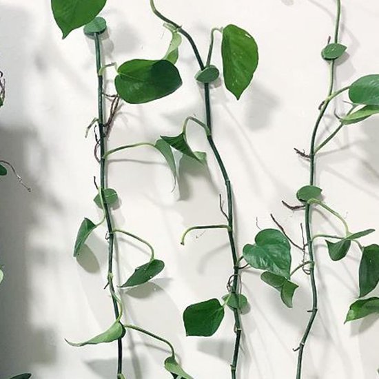 Norhogo 30 stuks klimplantenwandclips, zelfklevende plantenclips, onzichtbare houder, onzichtbare, zelfklevende klimplantenclips, wijnstok