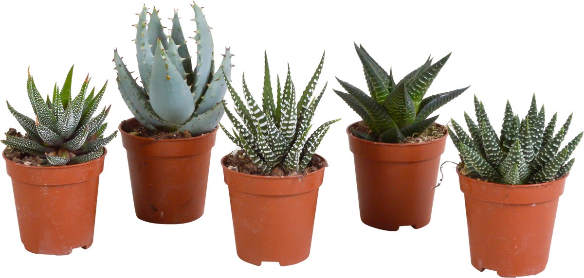 Gasteria/Haworthia mix 5,5 cm | 5 stuks