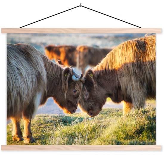 Scottish Highlanders in Dartmoor National Park affiche textielposter lattes vierges 120x90 cm