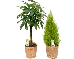 Pachira ( Money Tree ) & Cupressus with Natural Basket, pot maat Ø21, 85-95cm hoogte, siermand, air purifying, kamerplanten, Inclusief mand, easy to care for, echte planten, geweldig cadeau-idee, great gift idea