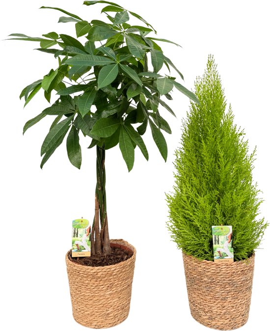 Pachira ( Money Tree ) & Cupressus with Natural Basket, pot maat Ø21, 85-95cm hoogte, siermand, air purifying, kamerplanten, Inclusief mand, easy to care for, echte planten, geweldig cadeau-idee, great gift idea