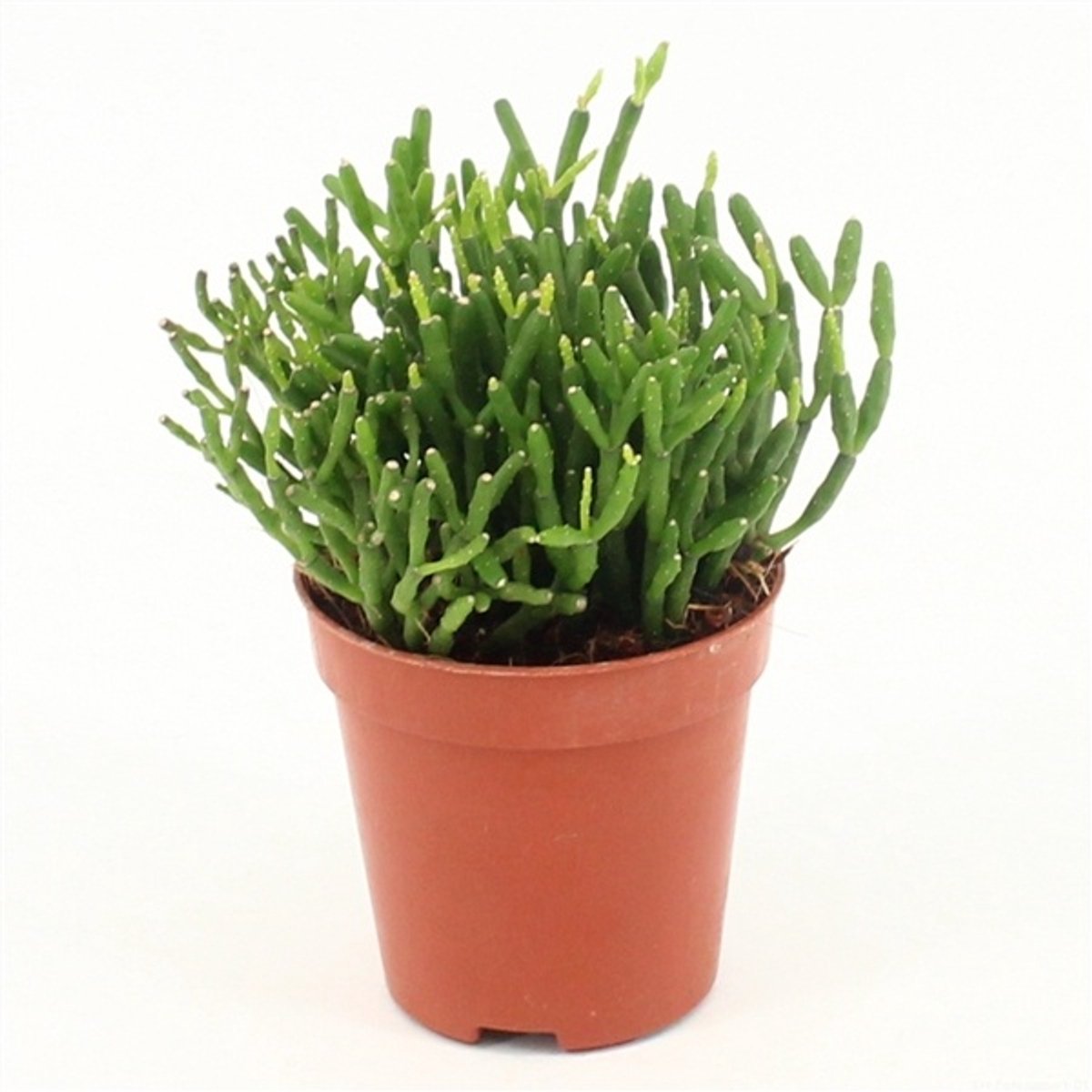 JUNAVERA Hatiora | compacte jungle cactus voor open terrarium en woonkamer | 5 cm pot | 8 cm hoog