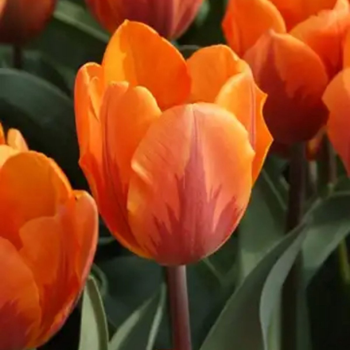 Tulp (Tulipa) - Prinses Irene - Snijbloemen - Voorjaarsbollen - bloeit in April