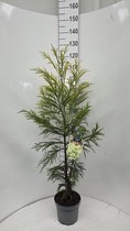 Cryptomeria j. ‘Hongarian Gold’ - Japanse ceder | 110-120 cm pot